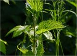 Urtica dioica. Часть побега с повреждённым листом (слева)ю Московская обл., Раменский р-н, окр. дер. Хрипань, садовый участок. 15.06.2023.
