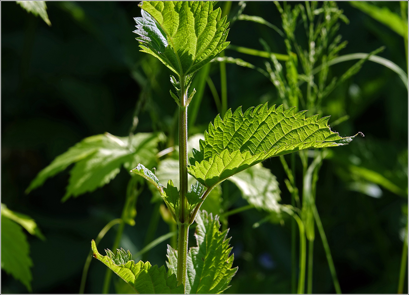 Изображение особи Urtica dioica.