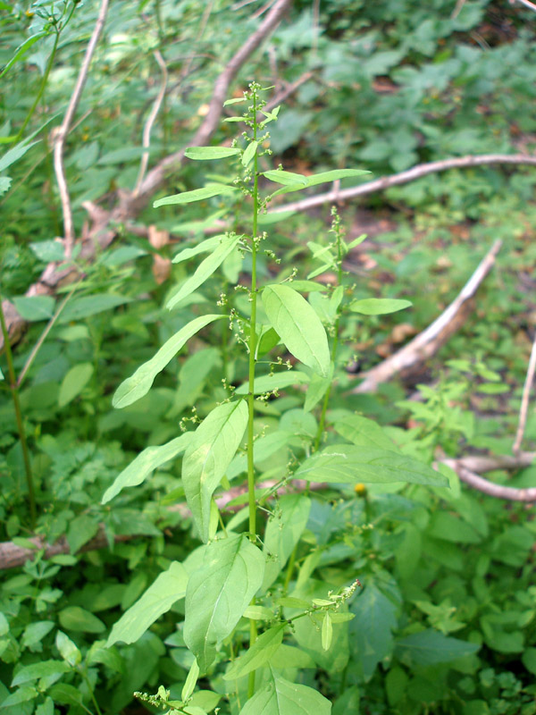 Изображение особи Lipandra polysperma.