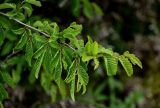 Carpinus orientalis. Верхушка ветви. Грузия, Имеретия, окр. монастыря Моцамета, каменистый склон, на краю обрыва. 14.06.2023.