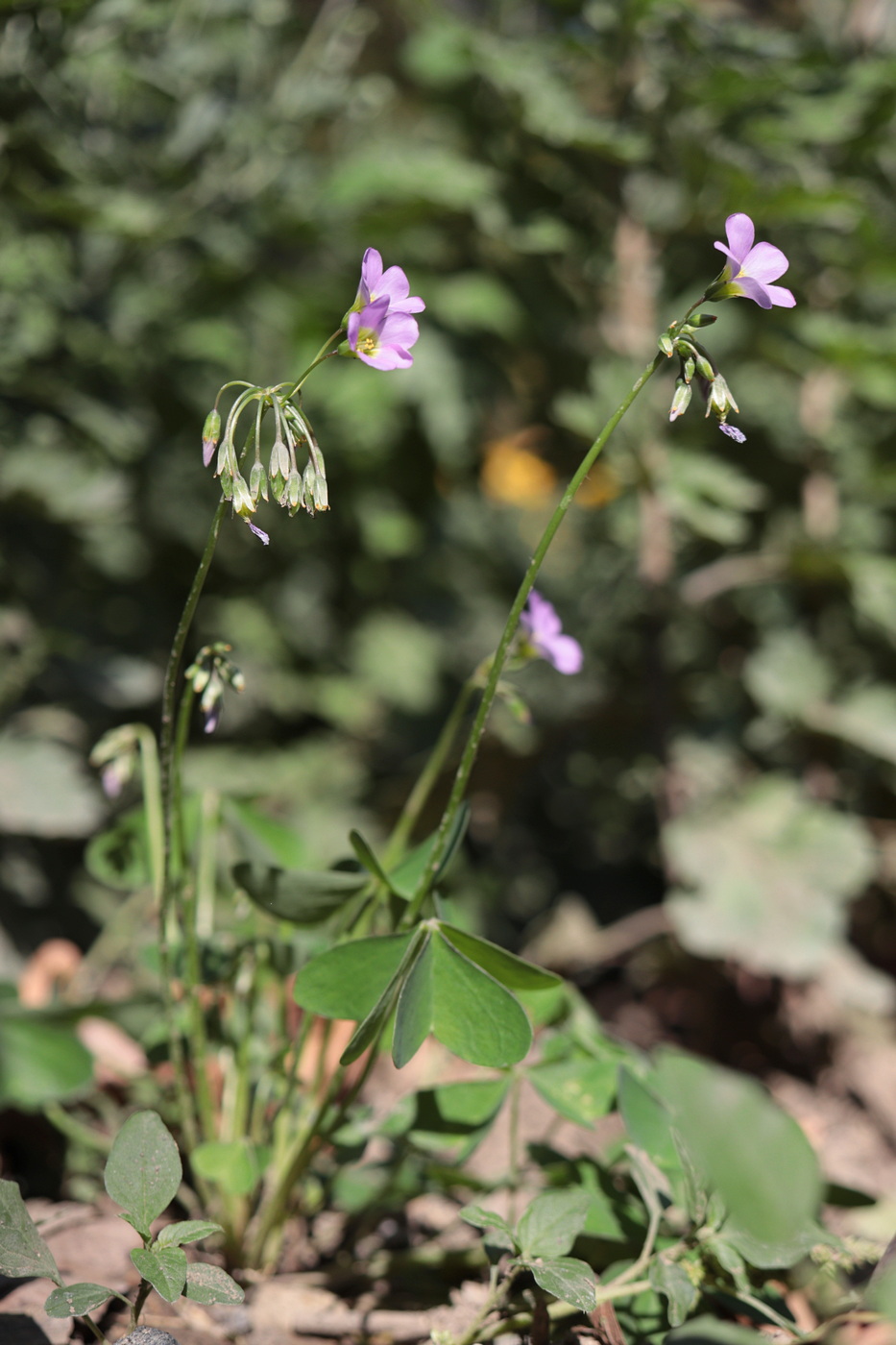 Image of Oxalis latifolia specimen.