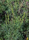 Artemisia dracunculus