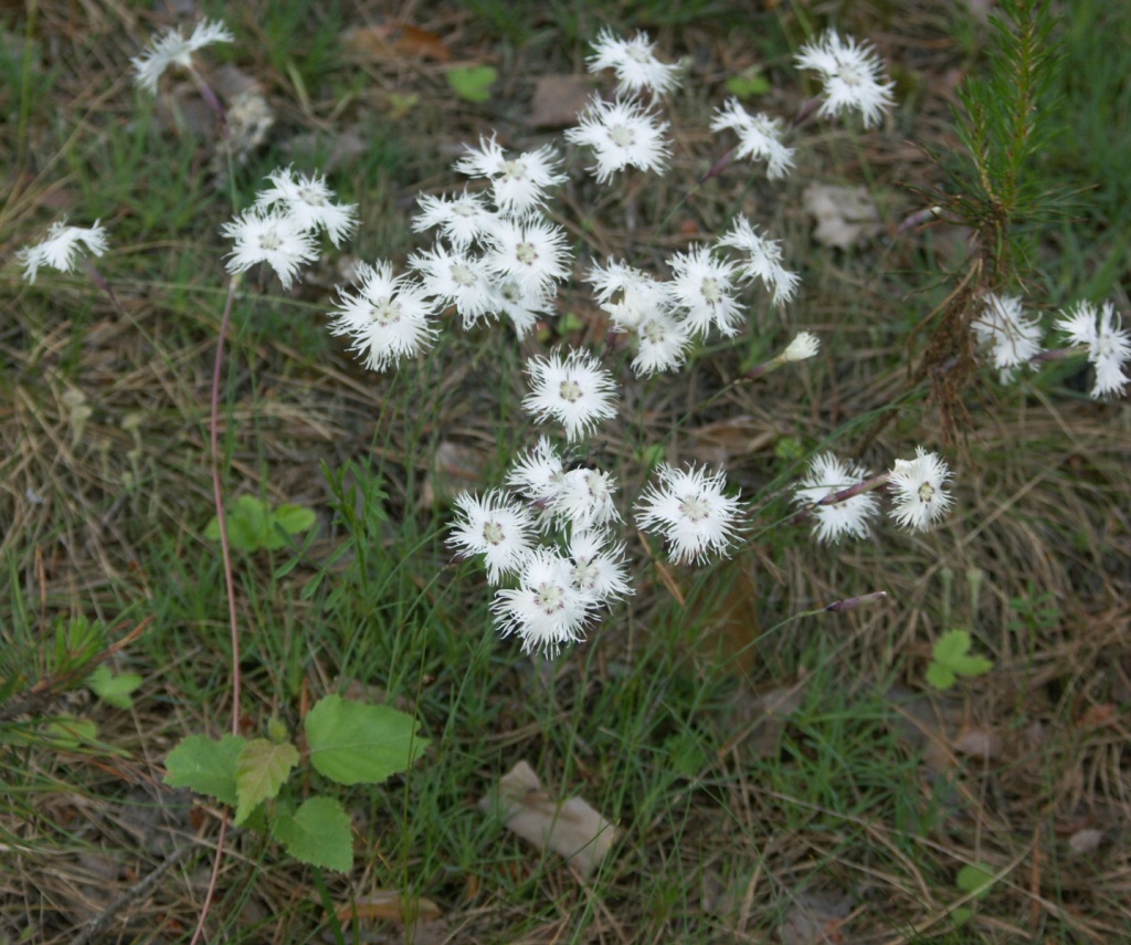 Image of Dianthus arenarius specimen.