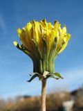 genus Taraxacum. Соцветие. Казахстан, г. Тараз, левый берег долины р. Ушбулак (Карасу), насыпь мраморного щебня. 5 декабря 2023 г.