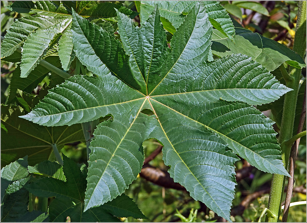 Изображение особи Ricinus communis.