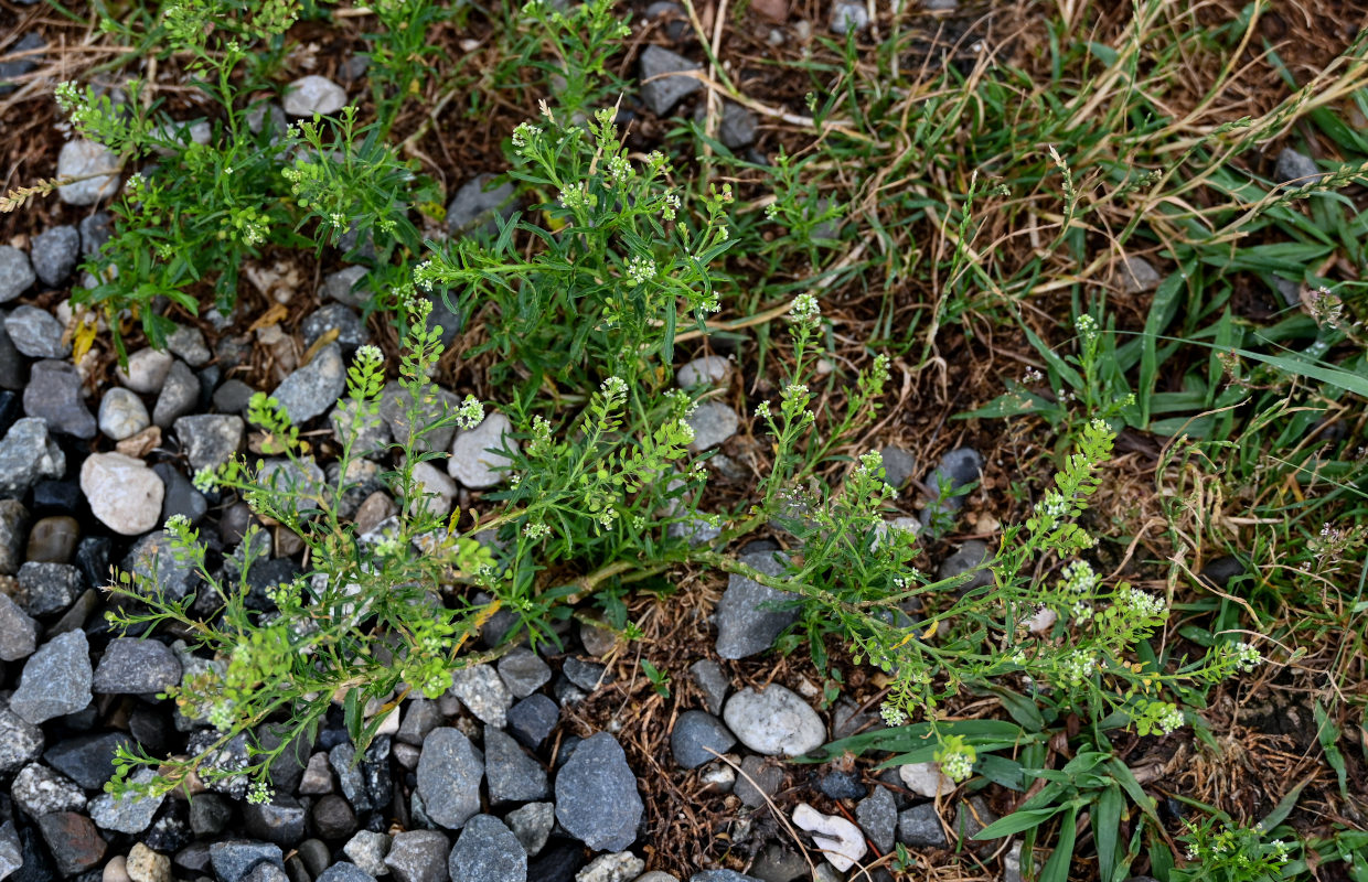 Изображение особи Lepidium densiflorum.