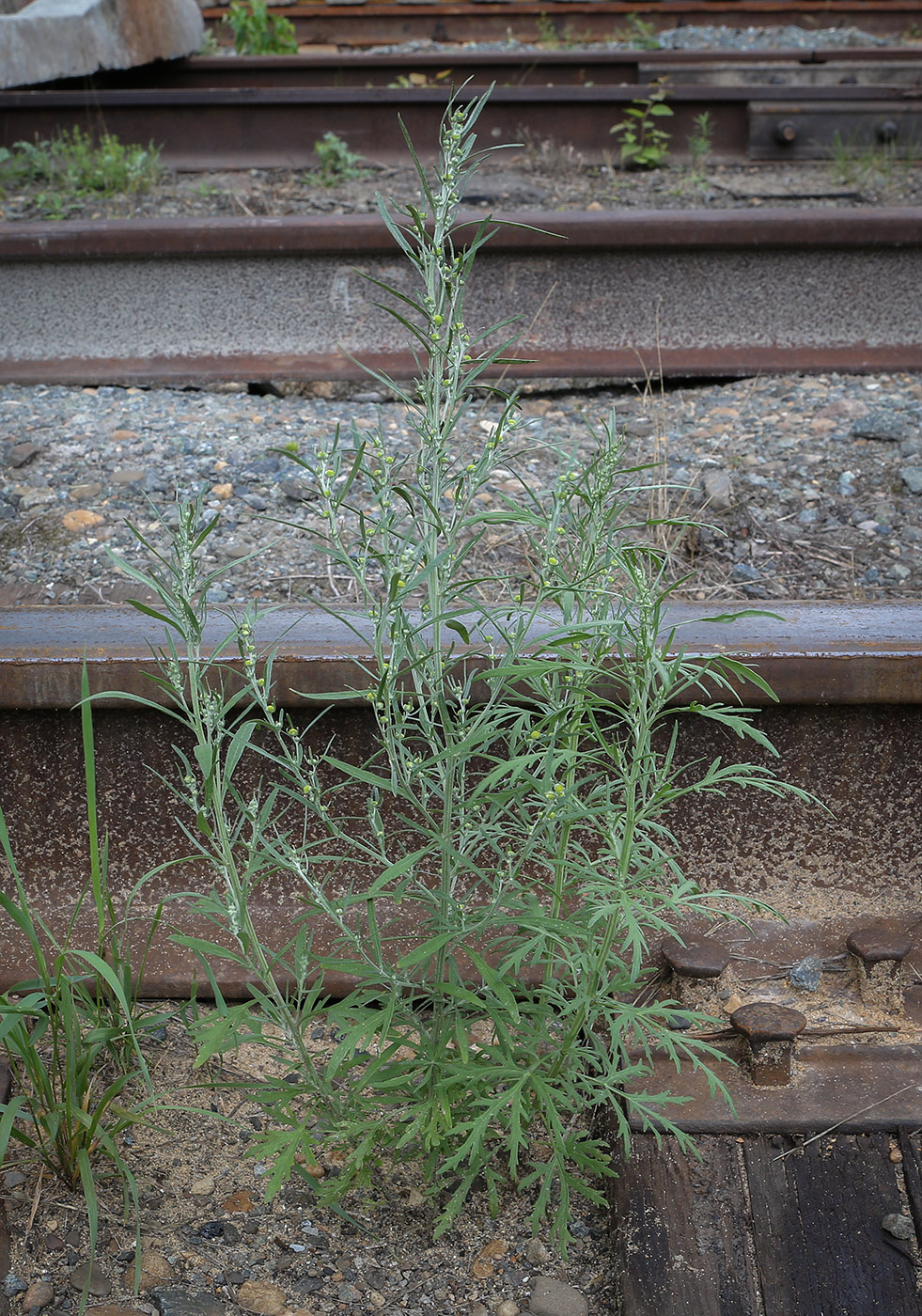 Image of Artemisia sieversiana specimen.