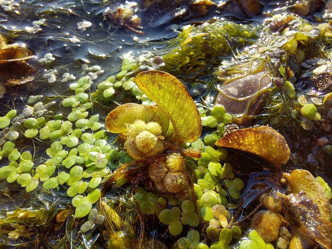 Image of Salvinia natans specimen.