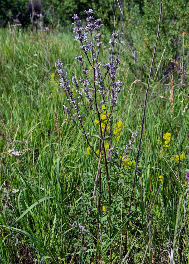 Image of Nepeta nuda specimen.
