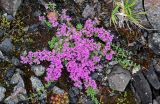 genus Thymus. Цветущие растения. Красноярский край, Таймырский Долгано-Ненецкий р-н, плато Путорана, водопад Брат, поросший мхами каменистый склон. 24.07.2023.