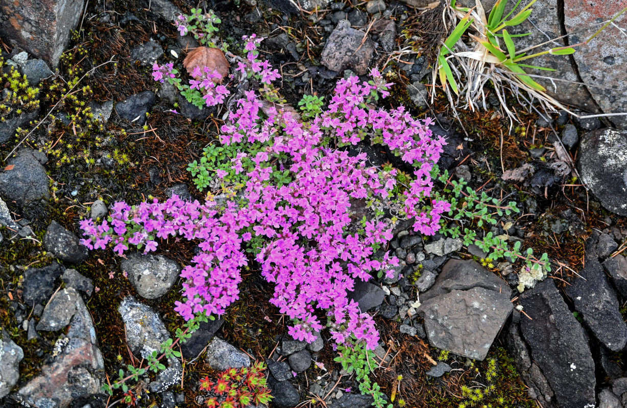 Изображение особи род Thymus.