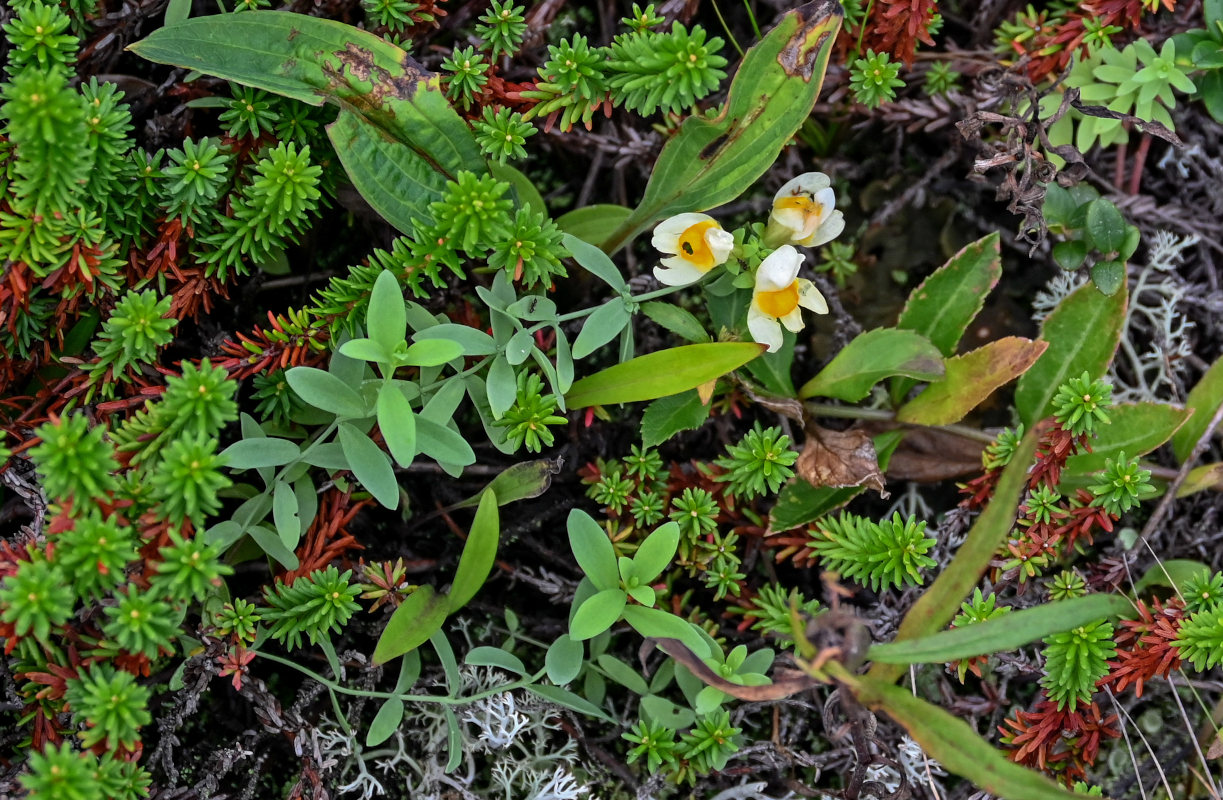 Image of Linaria japonica specimen.