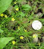 Ranunculus reptans