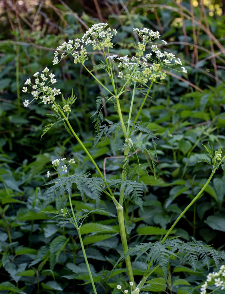 Изображение особи Anthriscus sylvestris.