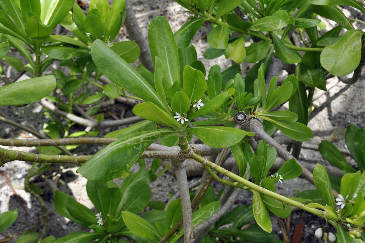 Image of Scaevola taccada specimen.