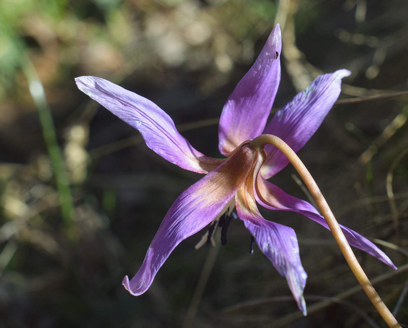 Image of Erythronium dens-canis specimen.