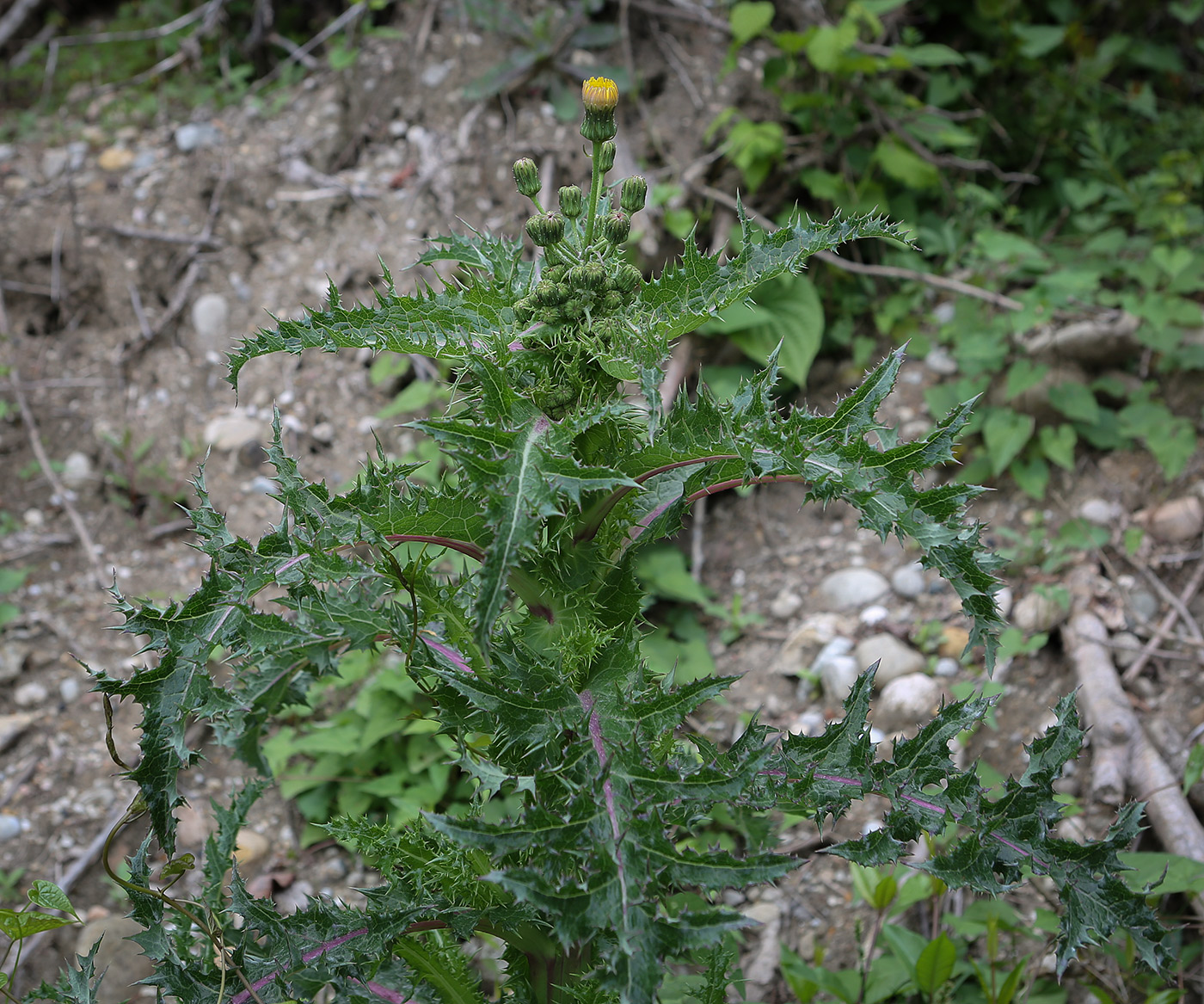 Изображение особи Sonchus asper.