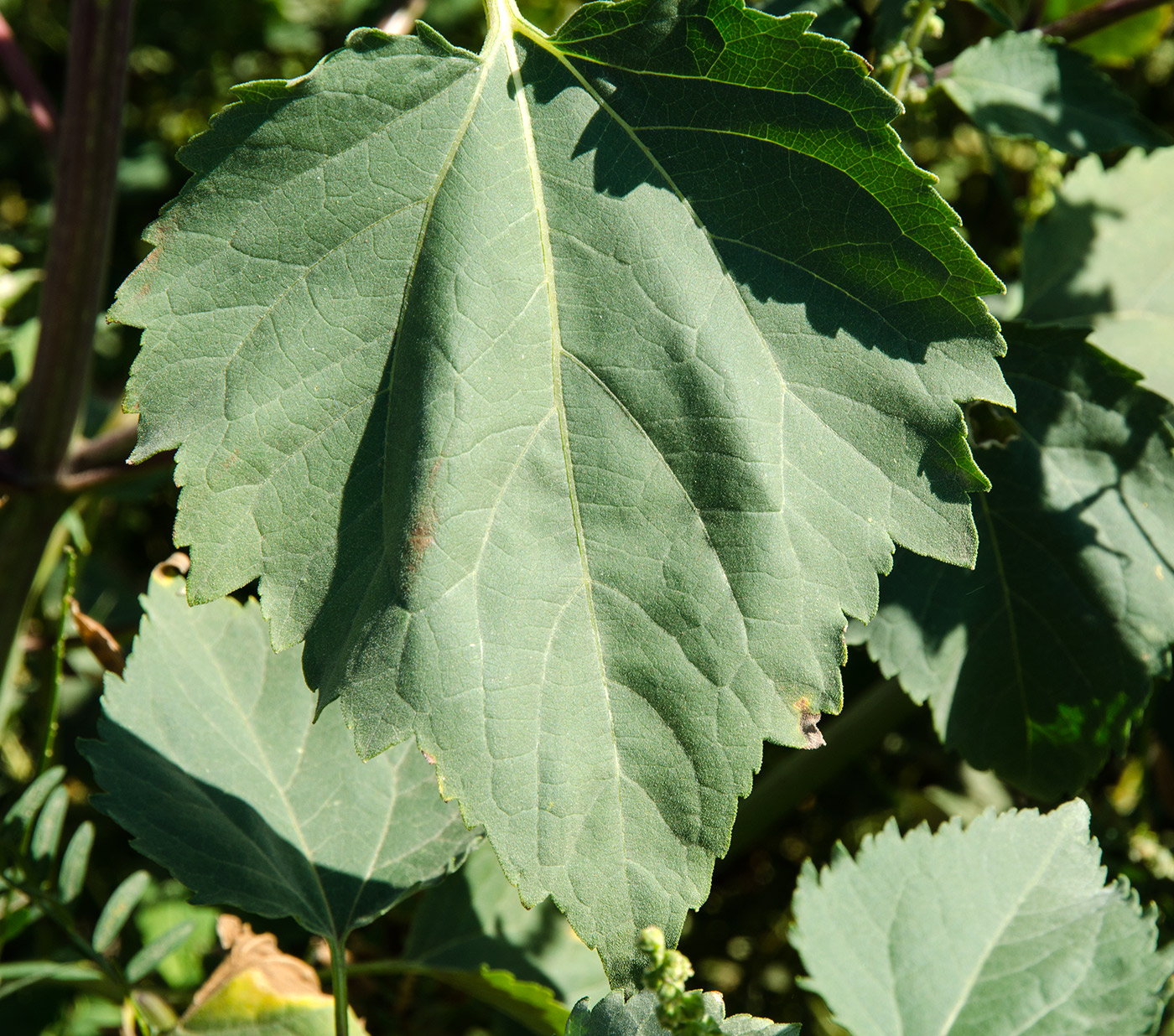 Изображение особи Cyclachaena xanthiifolia.