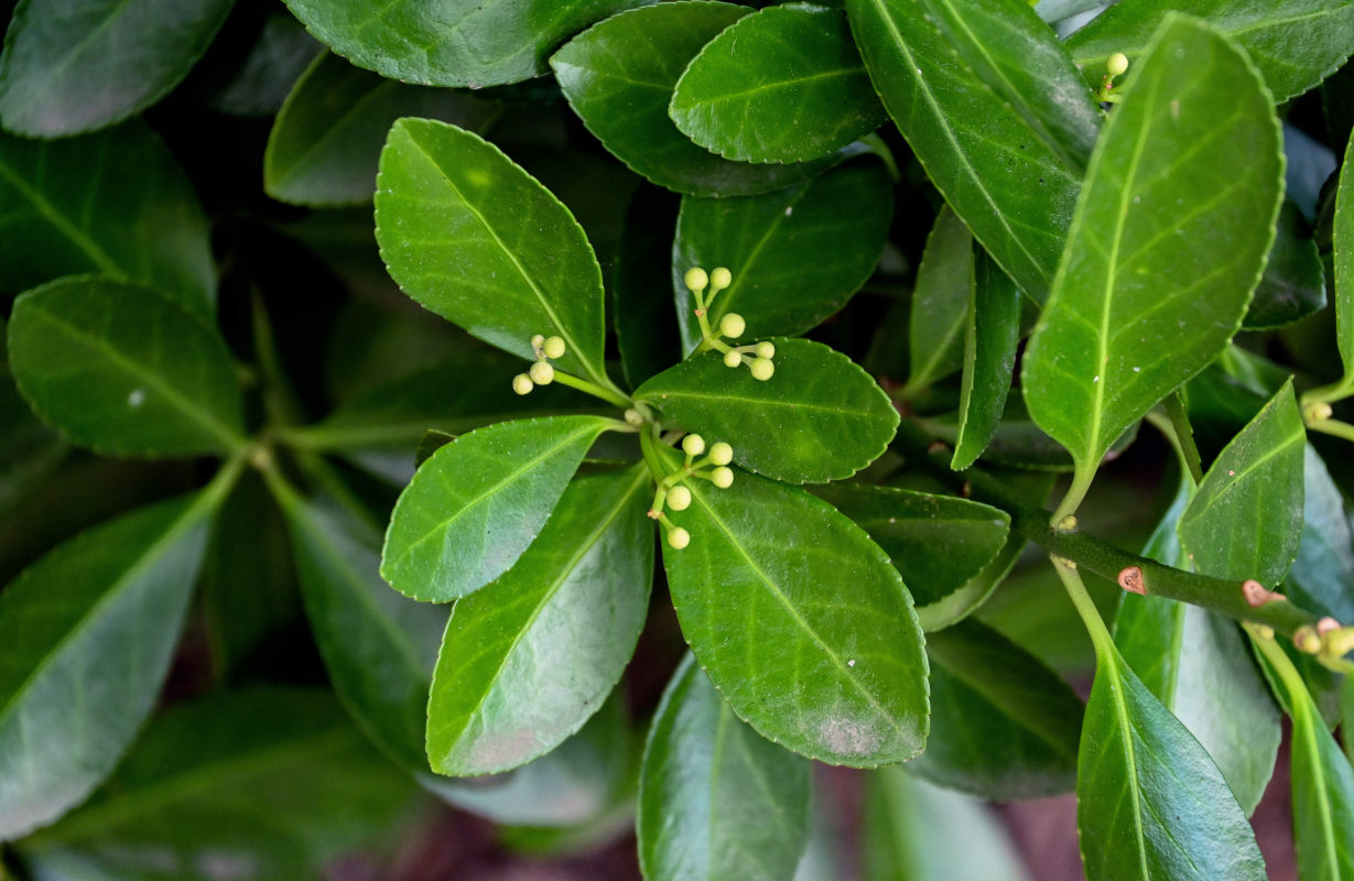 Изображение особи Euonymus japonicus.