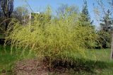 Salix alba