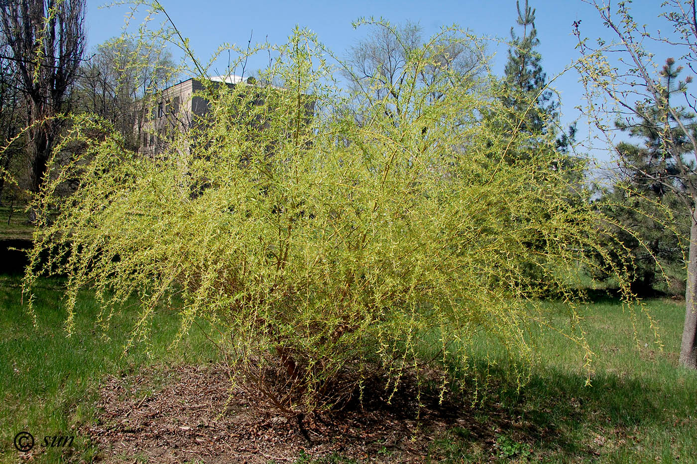 Изображение особи Salix alba.