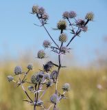 Eryngium planum. Верхушка цветущего растения. Новосибирская обл., с. Новопичугово. Август 2010 г.