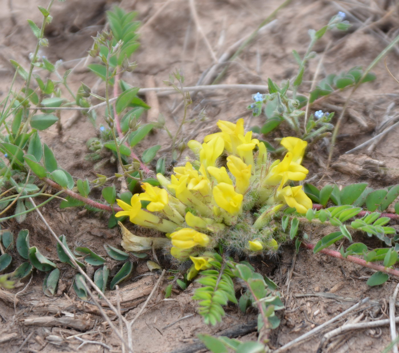 Изображение особи род Astragalus.