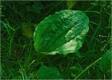 Plantago major