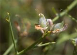 Genista acanthoclada