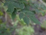 Carpinus betulus