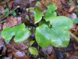 Hepatica nobilis