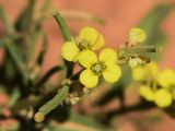 Erysimum repandum