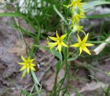 Gagea minima