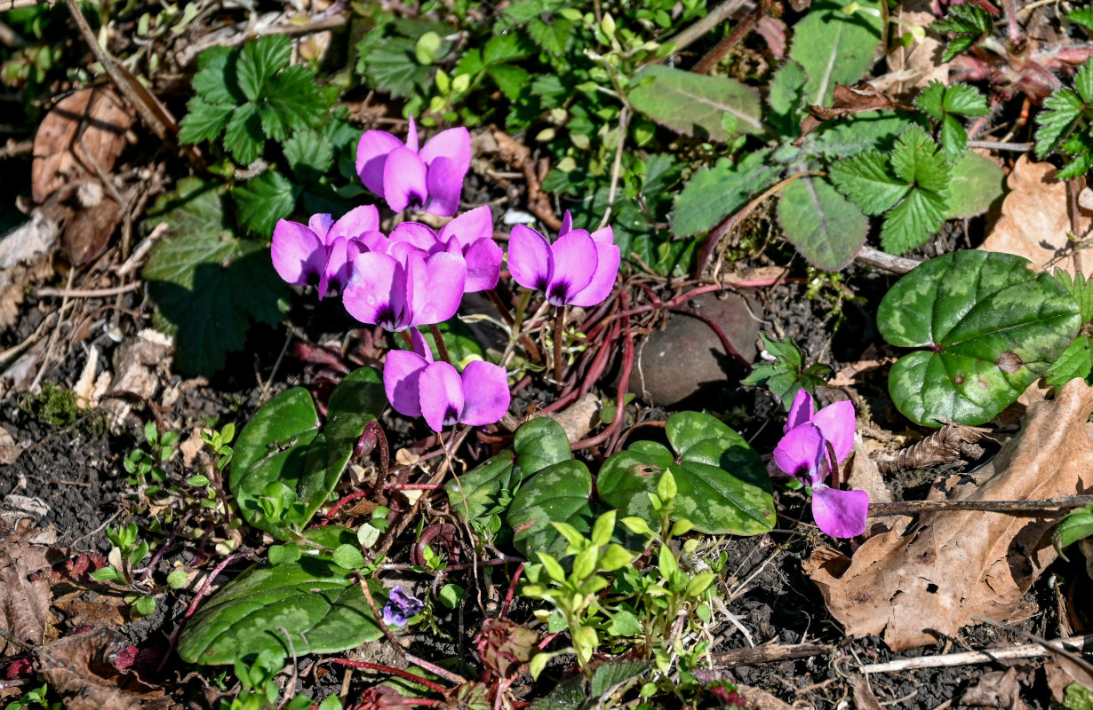 Image of Cyclamen coum specimen.