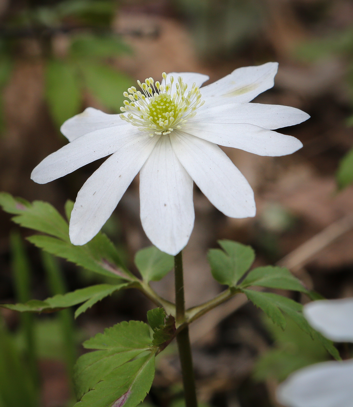 Image of Anemone altaica specimen.