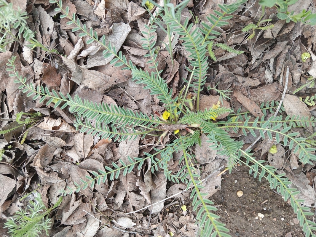 Image of Astragalus &times; lagobromus specimen.
