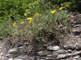 Helianthemum grandiflorum. Цветущие растения. Крым, Севастополь, окр. с. Терновка, сланцевый известняковый склон. 18.05.2025.