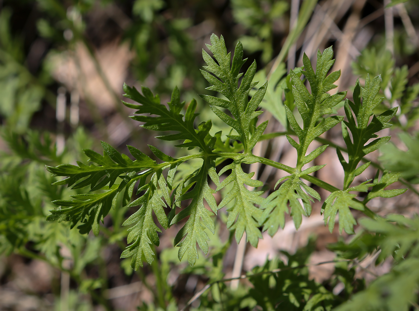 Image of Artemisia latifolia specimen.