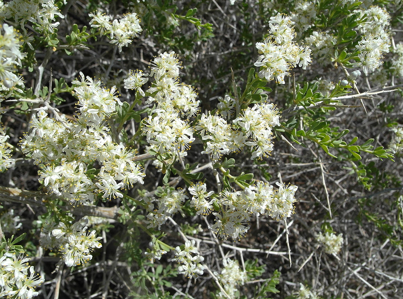 Image of Nitraria schoberi specimen.