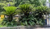 Cycas revoluta. Вегетирующие растения. Китай, г. Шанхай, в культуре. 25.05.2025.