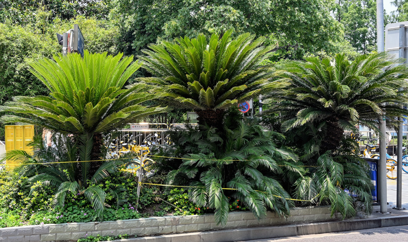 Image of Cycas revoluta specimen.