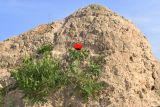 Papaver pavoninum