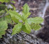 Quercus iberica