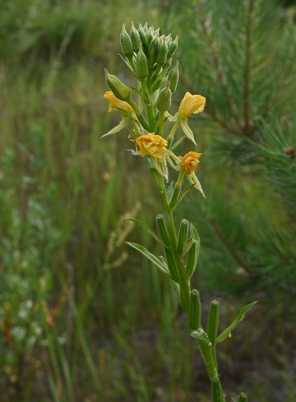 Image of Oenothera biennis specimen.