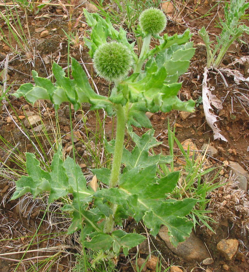 Изображение особи Echinops davuricus.