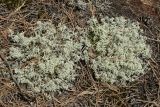 Cladonia arbuscula. Молодые талломы. Витебская обл., окр. дер. Сурмино, оз, сухой кустарничково-зеленомо-лишайниковый сосняк на песке, зарастающая вырубка. 14.06.2025.