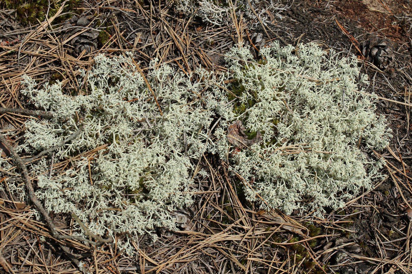 Image of Cladonia arbuscula specimen.