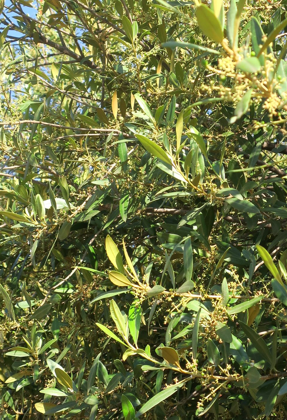 Изображение особи Olea europaea.