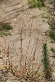 Panicum bisulcatum. Плодоносящее растение (совместно с Potentilla paradoxa и Artemisia scoparia). Приморский край, Уссурийский ГО, окр. ж.-д. пл. 9194 км, дол. р. Раздольная на левом берегу, пойма, на галечниково-песчано-илистой отмели. 22.09.2025.