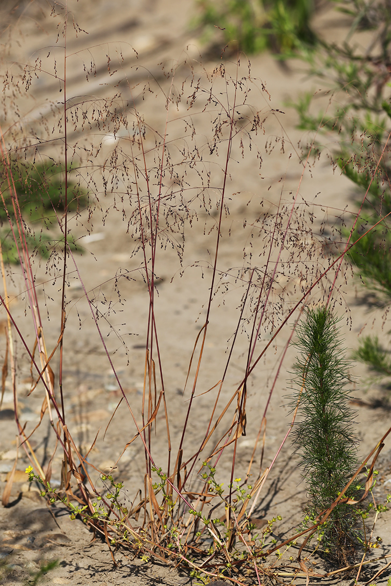 Изображение особи Panicum bisulcatum.